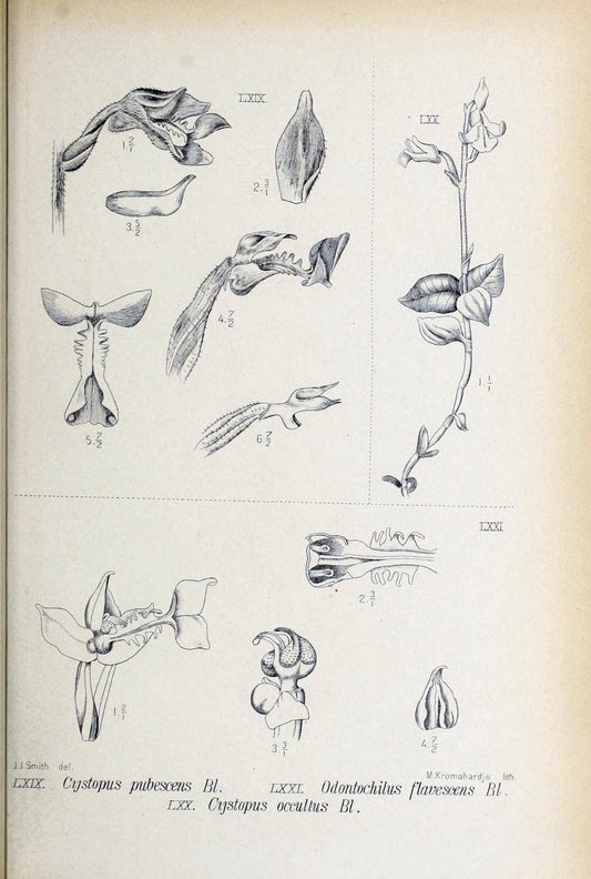 Die orchideen von Java /.Leiden :E. J. Brill,1905-1914.  | Indonesia Java Orchids | Vintage Print Reproduction 472246