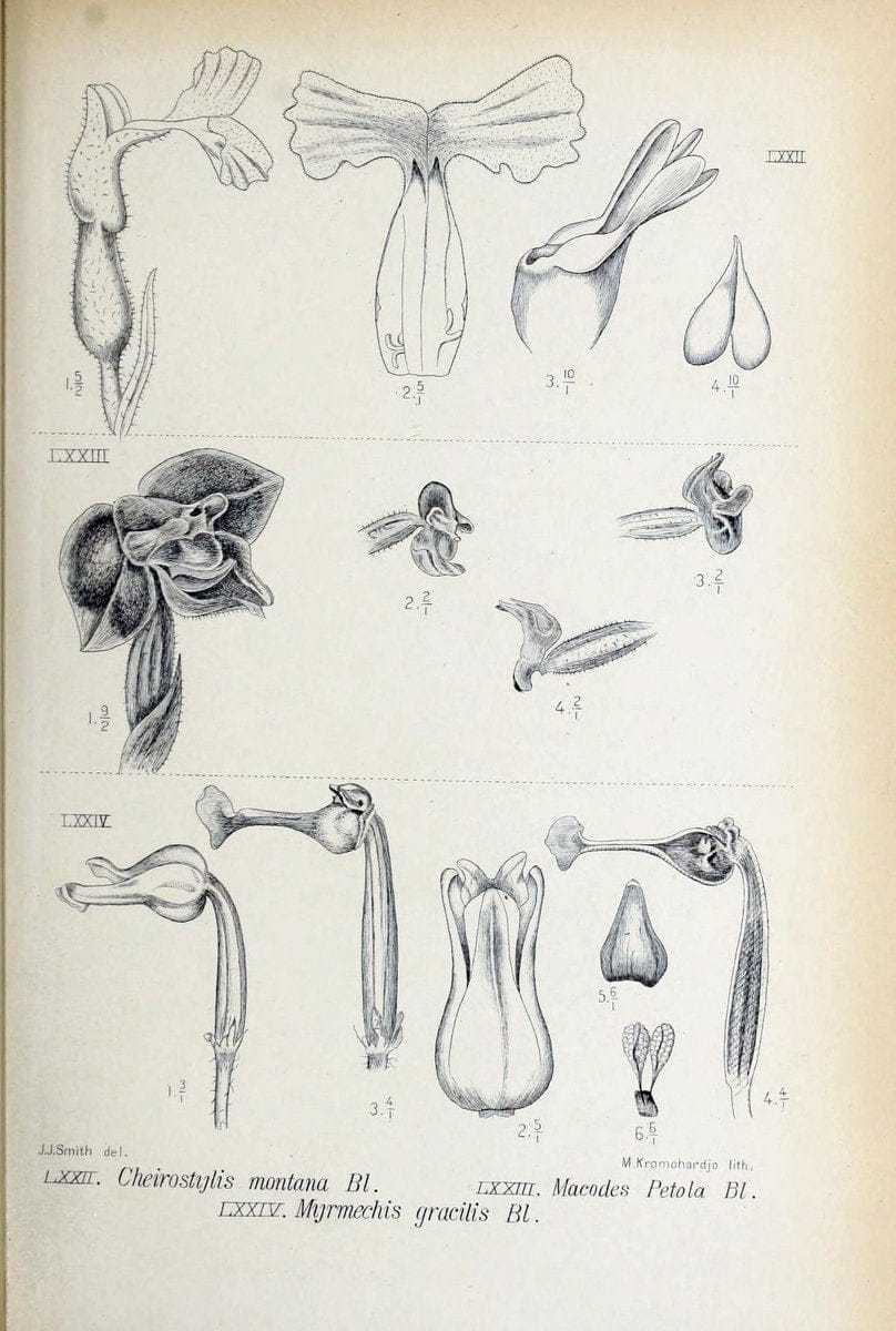 Die orchideen von Java /.Leiden :E. J. Brill,1905-1914.  | Indonesia Java Orchids | Vintage Print Reproduction 472247