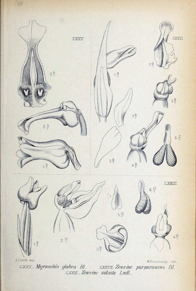 Die orchideen von Java /.Leiden :E. J. Brill,1905-1914.  | Indonesia Java Orchids | Vintage Print Reproduction 472248