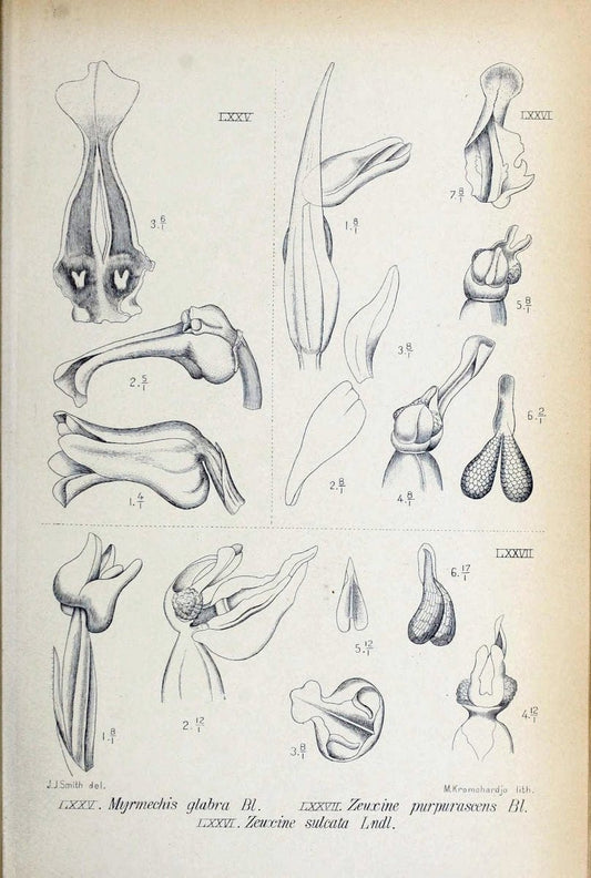 Die orchideen von Java /.Leiden :E. J. Brill,1905-1914.  | Indonesia Java Orchids | Vintage Print Reproduction 472248