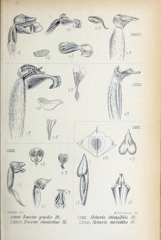 Die orchideen von Java /.Leiden :E. J. Brill,1905-1914.  | Indonesia Java Orchids | Vintage Print Reproduction 472249