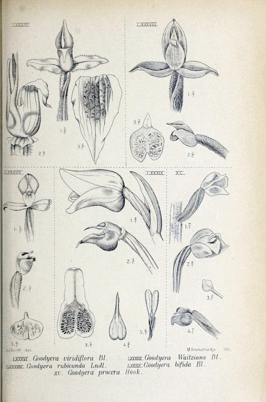 Die orchideen von Java /.Leiden :E. J. Brill,1905-1914.  | Indonesia Java Orchids | Vintage Print Reproduction 472251
