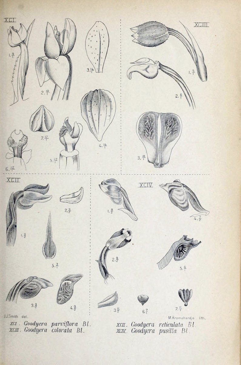 Die orchideen von Java /.Leiden :E. J. Brill,1905-1914.  | Indonesia Java Orchids | Vintage Print Reproduction 472252