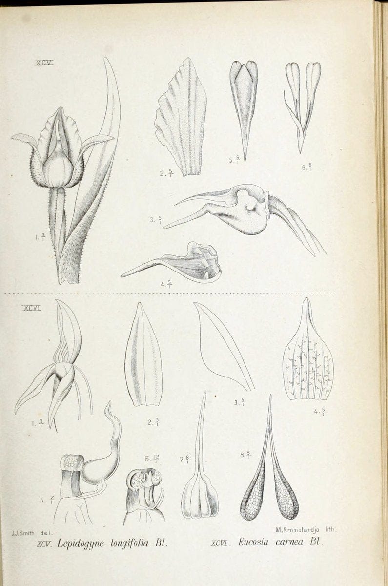 Die orchideen von Java /.Leiden :E. J. Brill,1905-1914.  | Indonesia Java Orchids | Vintage Print Reproduction 472253