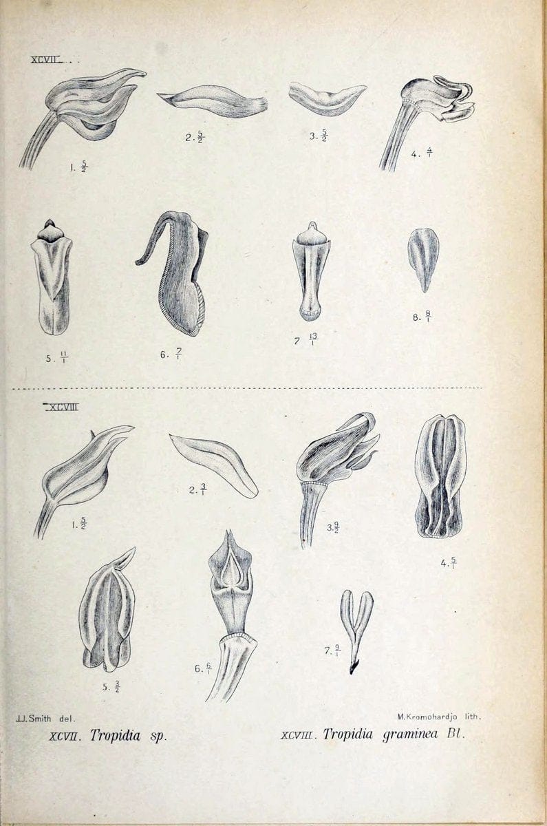 Die orchideen von Java /.Leiden :E. J. Brill,1905-1914.  | Indonesia Java Orchids | Vintage Print Reproduction 472254