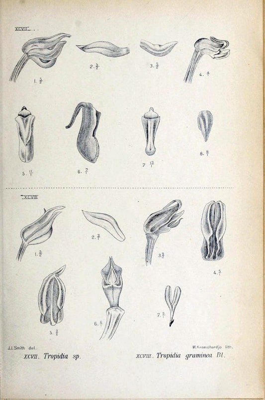Die orchideen von Java /.Leiden :E. J. Brill,1905-1914.  | Indonesia Java Orchids | Vintage Print Reproduction 472254