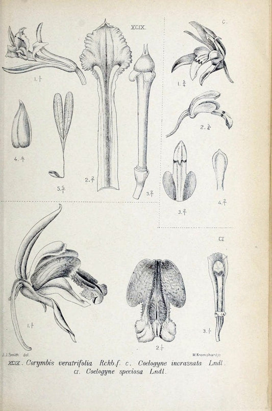 Die orchideen von Java /.Leiden :E. J. Brill,1905-1914.  | Indonesia Java Orchids | Vintage Print Reproduction 472255