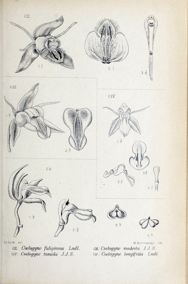 Die orchideen von Java /.Leiden :E. J. Brill,1905-1914.  | Indonesia Java Orchids | Vintage Print Reproduction 472256