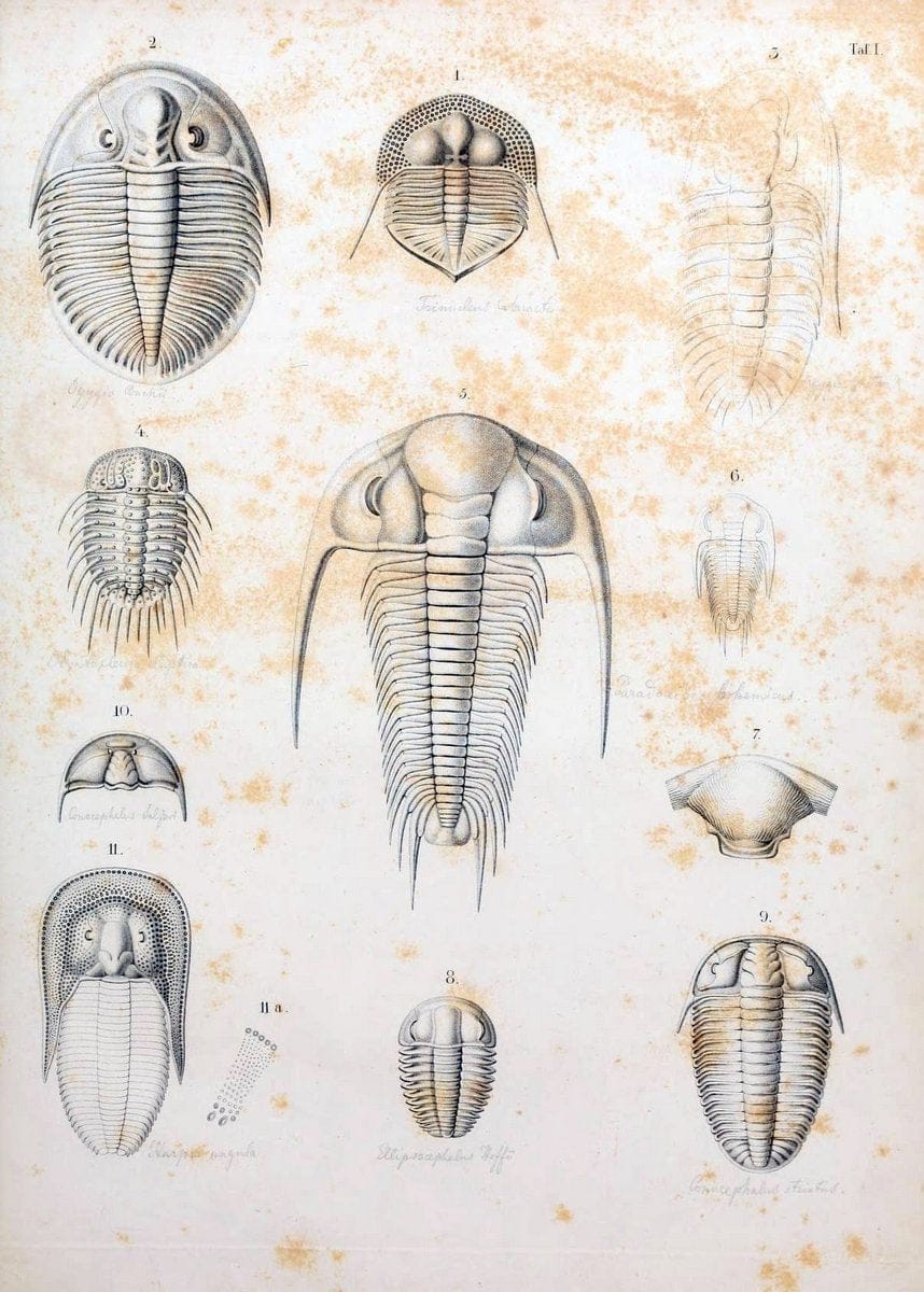 Die Organisation der Trilobiten aus ihren lebenden Verwandten entwickelt :.Berlin :Georg Reimer,1843.  | Trilobites  | Vintage Print Reproduction 472257