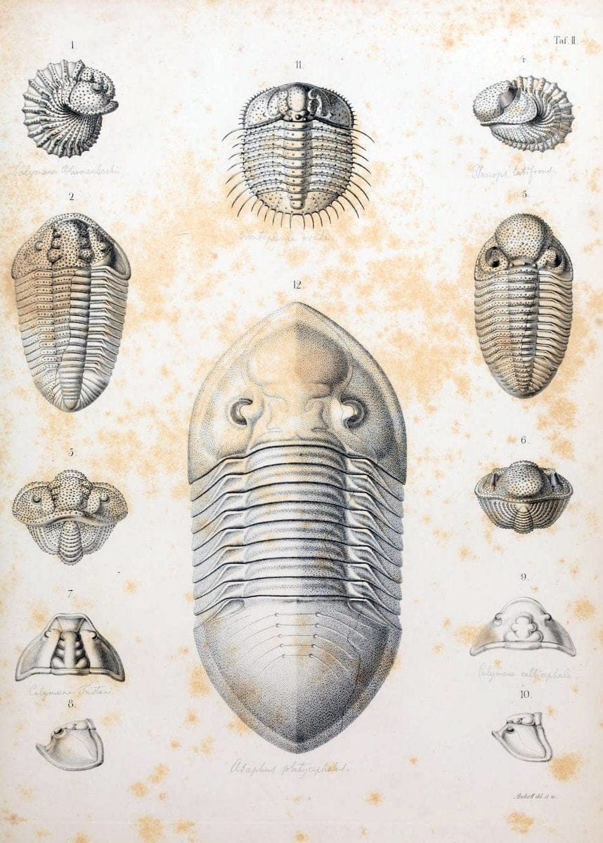 Die Organisation der Trilobiten aus ihren lebenden Verwandten entwickelt :.Berlin :Georg Reimer,1843.  | Trilobites  | Vintage Print Reproduction 472258