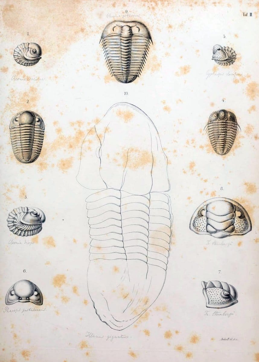 Die Organisation der Trilobiten aus ihren lebenden Verwandten entwickelt :.Berlin :Georg Reimer,1843.  | Trilobites  | Vintage Print Reproduction 472259