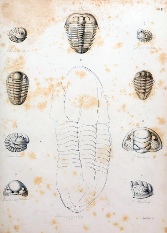 Die Organisation der Trilobiten aus ihren lebenden Verwandten entwickelt :.Berlin :Georg Reimer,1843.  | Trilobites  | Vintage Print Reproduction 472259