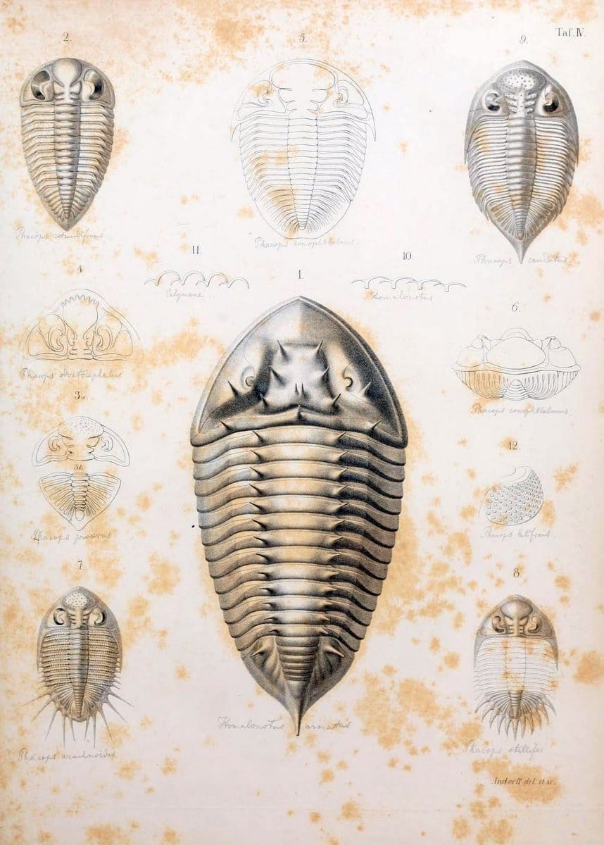 Die Organisation der Trilobiten aus ihren lebenden Verwandten entwickelt :.Berlin :Georg Reimer,1843.  | Trilobites  | Vintage Print Reproduction 472260