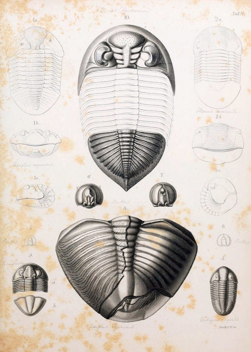 Die Organisation der Trilobiten aus ihren lebenden Verwandten entwickelt :.Berlin :Georg Reimer,1843.  | Trilobites  | Vintage Print Reproduction 472261