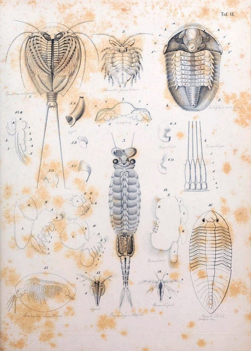 Die Organisation der Trilobiten aus ihren lebenden Verwandten entwickelt :.Berlin :Georg Reimer,1843.  | Trilobites  | Vintage Print Reproduction 472262