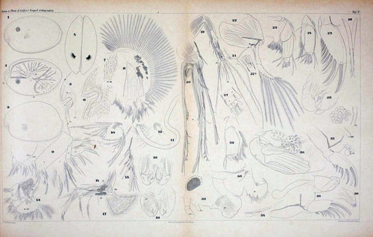 Die ostracoden des golfes von Neapel und der angrenzenden meeres-abschnitte.Berlin,R. Friedlander,1894.. |  | Vintage Print Reproduction 472264