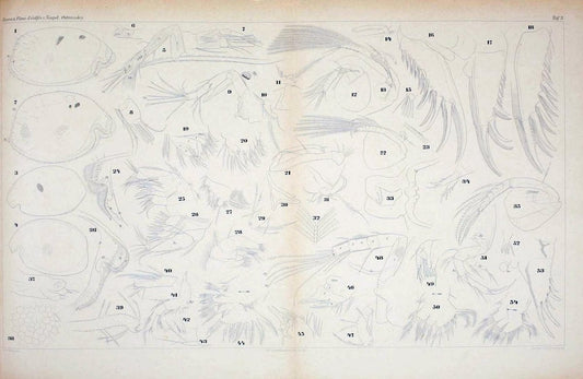 Die ostracoden des golfes von Neapel und der angrenzenden meeres-abschnitte.Berlin,R. Friedlander,1894.. |  | Vintage Print Reproduction 472265