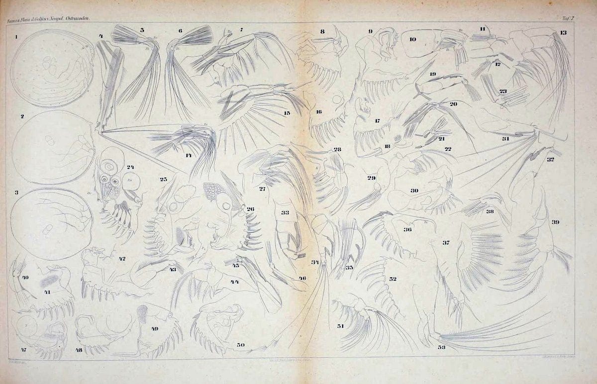 Die ostracoden des golfes von Neapel und der angrenzenden meeres-abschnitte.Berlin,R. Friedlander,1894.. |  | Vintage Print Reproduction 472269
