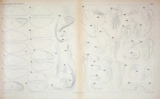 Die ostracoden des golfes von Neapel und der angrenzenden meeres-abschnitte.Berlin,R. Friedlander,1894.. |  | Vintage Print Reproduction 472273