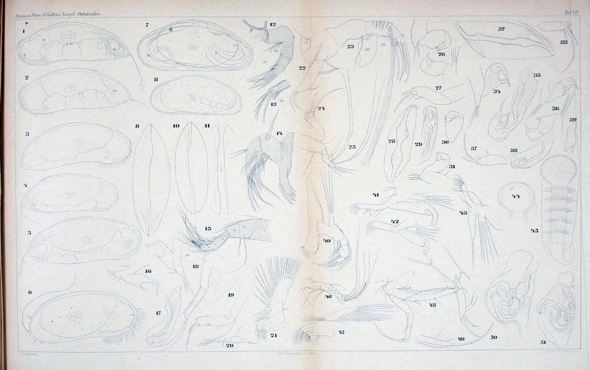 Die ostracoden des golfes von Neapel und der angrenzenden meeres-abschnitte.Berlin,R. Friedlander,1894.. |  | Vintage Print Reproduction 472274