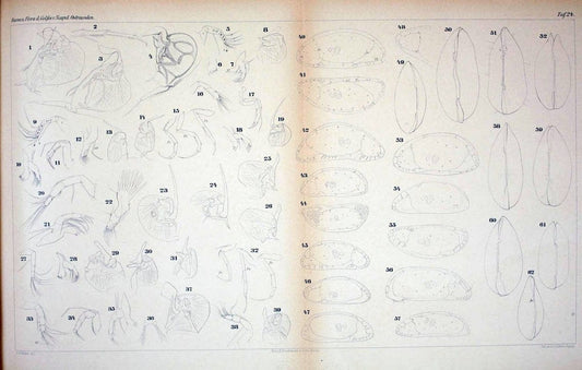 Die ostracoden des golfes von Neapel und der angrenzenden meeres-abschnitte.Berlin,R. Friedlander,1894.. |  | Vintage Print Reproduction 472286