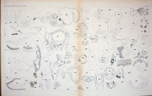 Die ostracoden des golfes von Neapel und der angrenzenden meeres-abschnitte.Berlin,R. Friedlander,1894.. |  | Vintage Print Reproduction 472299