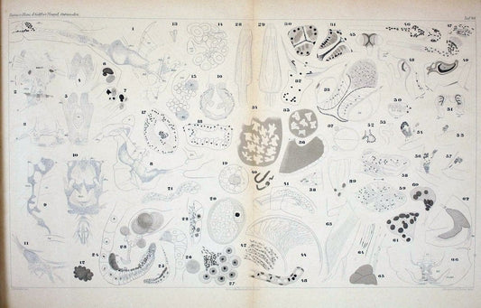 Die ostracoden des golfes von Neapel und der angrenzenden meeres-abschnitte.Berlin,R. Friedlander,1894.. |  | Vintage Print Reproduction 472302