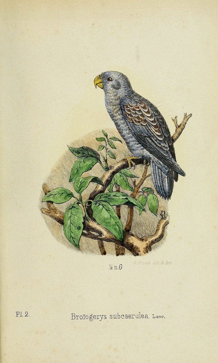 Die Papageien /.Leiden :Brill,1867-1868.  | Nomenclature Parrots  | Vintage Print Reproduction 472303