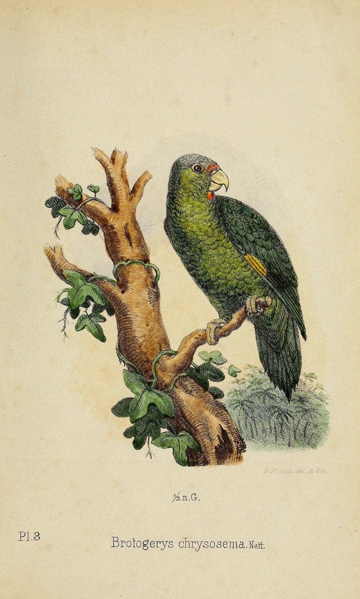 Die Papageien /.Leiden :Brill,1867-1868.  | Nomenclature Parrots  | Vintage Print Reproduction 472304