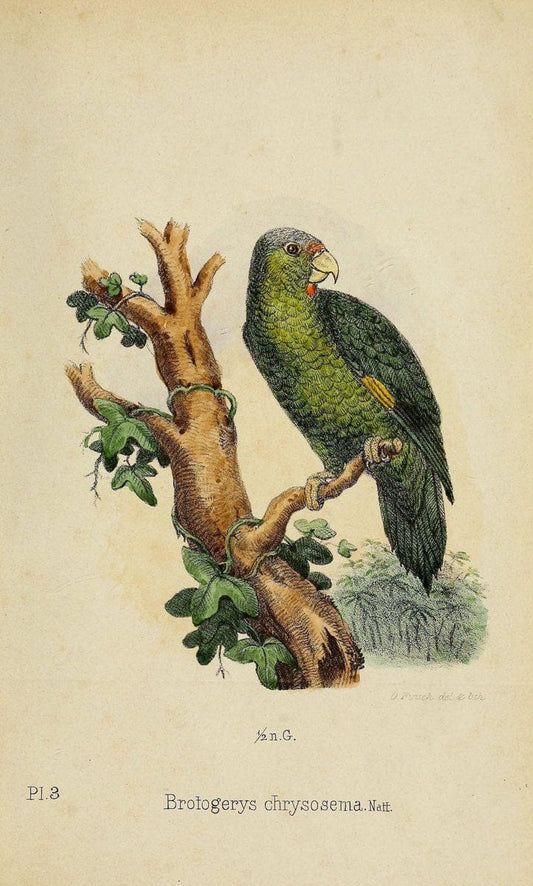 Die Papageien /.Leiden :Brill,1867-1868.  | Nomenclature Parrots  | Vintage Print Reproduction 472304