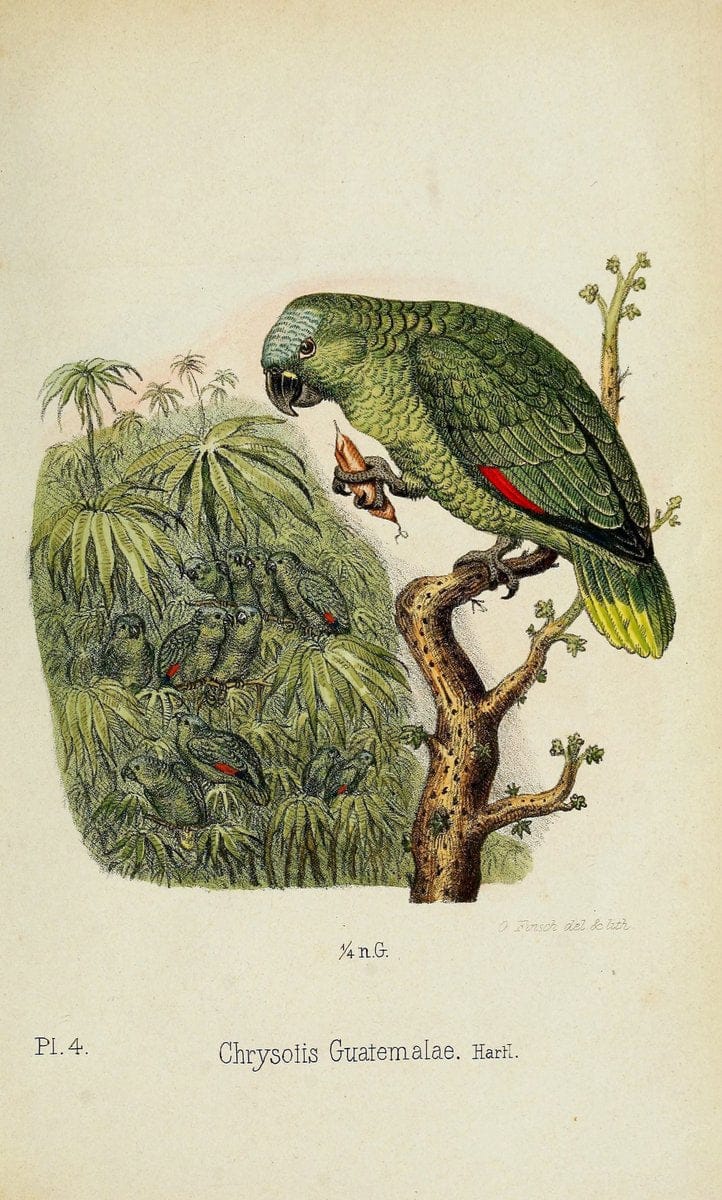 Die Papageien /.Leiden :Brill,1867-1868.  | Nomenclature Parrots  | Vintage Print Reproduction 472305