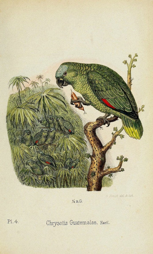 Die Papageien /.Leiden :Brill,1867-1868.  | Nomenclature Parrots  | Vintage Print Reproduction 472305