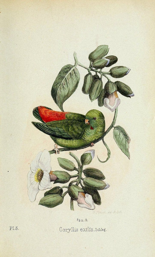 Die Papageien /.Leiden :Brill,1867-1868.  | Nomenclature Parrots  | Vintage Print Reproduction 472306