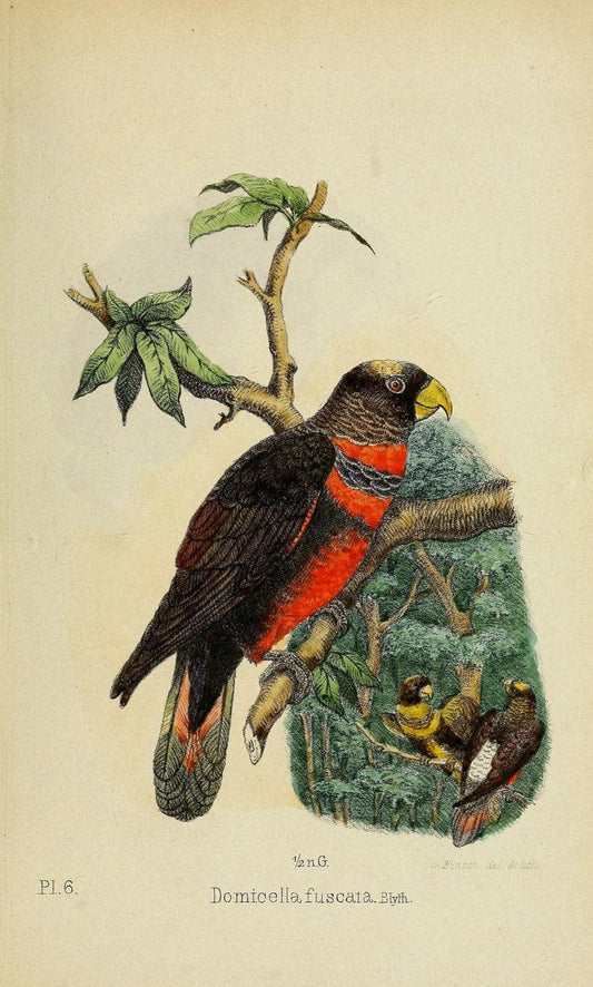 Die Papageien /.Leiden :Brill,1867-1868.  | Nomenclature Parrots  | Vintage Print Reproduction 472307