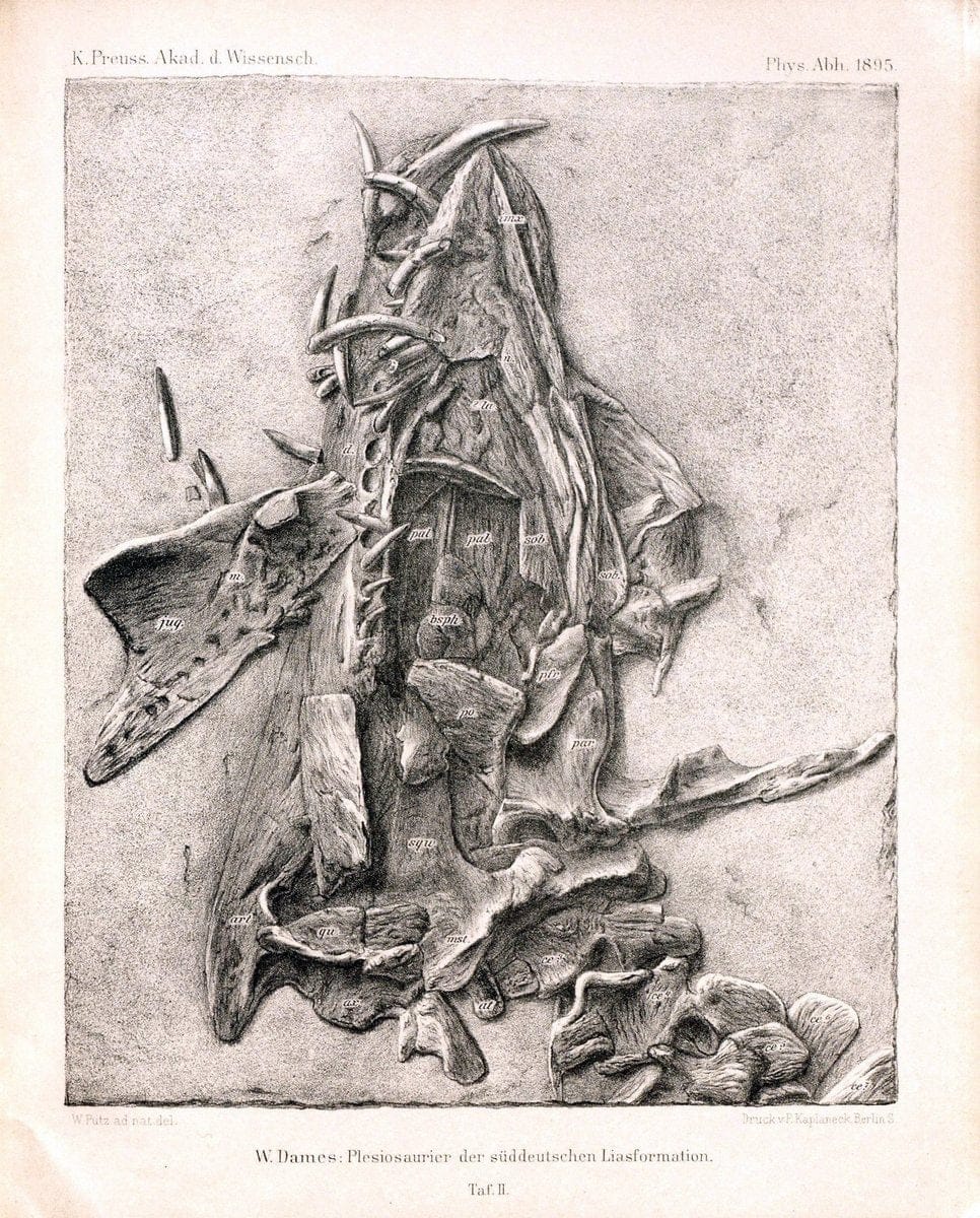 Die plesiosaurier der suÌˆddeutschen Liasformation /.Berlin :KOÌˆnigl. Akademie der Wissenschaften,1895.. |  | Vintage Print Reproduction 472310