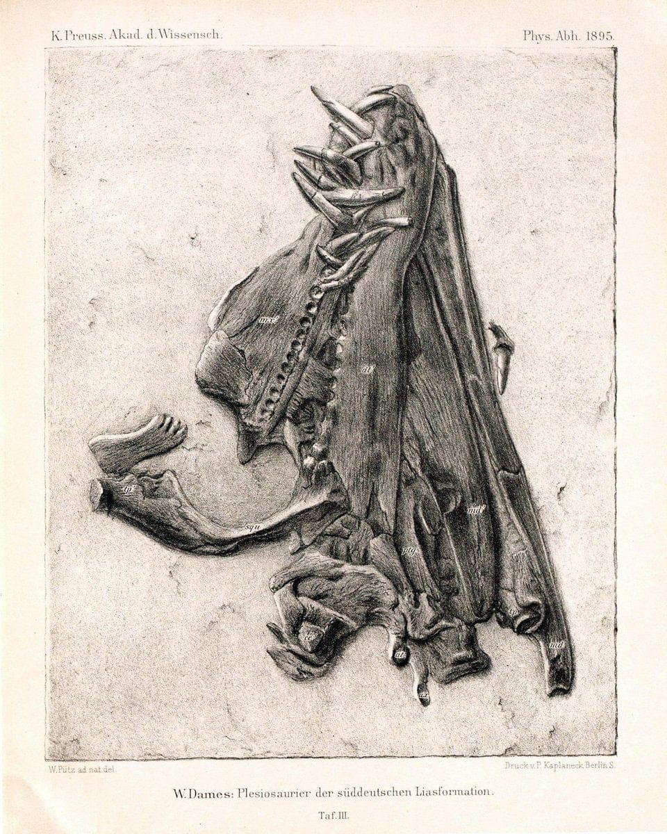 Die plesiosaurier der suÌˆddeutschen Liasformation /.Berlin :KOÌˆnigl. Akademie der Wissenschaften,1895.. |  | Vintage Print Reproduction 472311