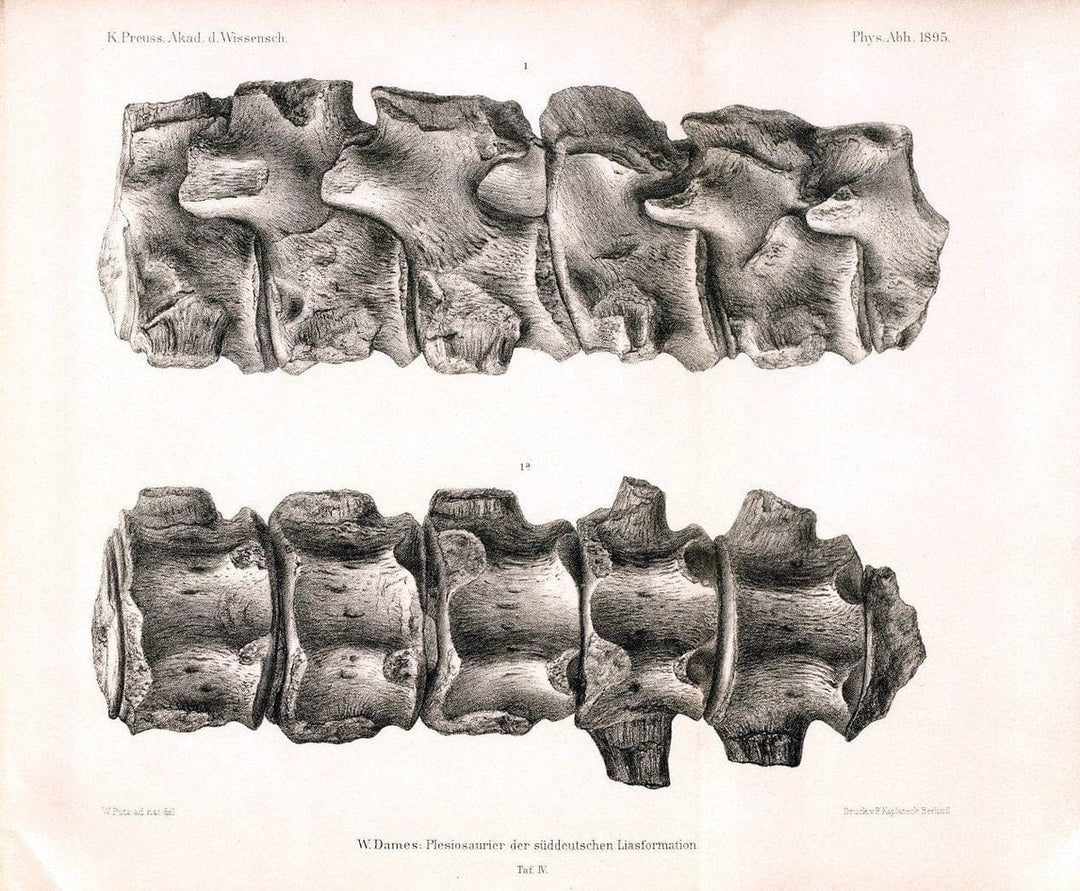 Die plesiosaurier der suÌˆddeutschen Liasformation /.Berlin :KOÌˆnigl. Akademie der Wissenschaften,1895.. |  | Vintage Print Reproduction 472312