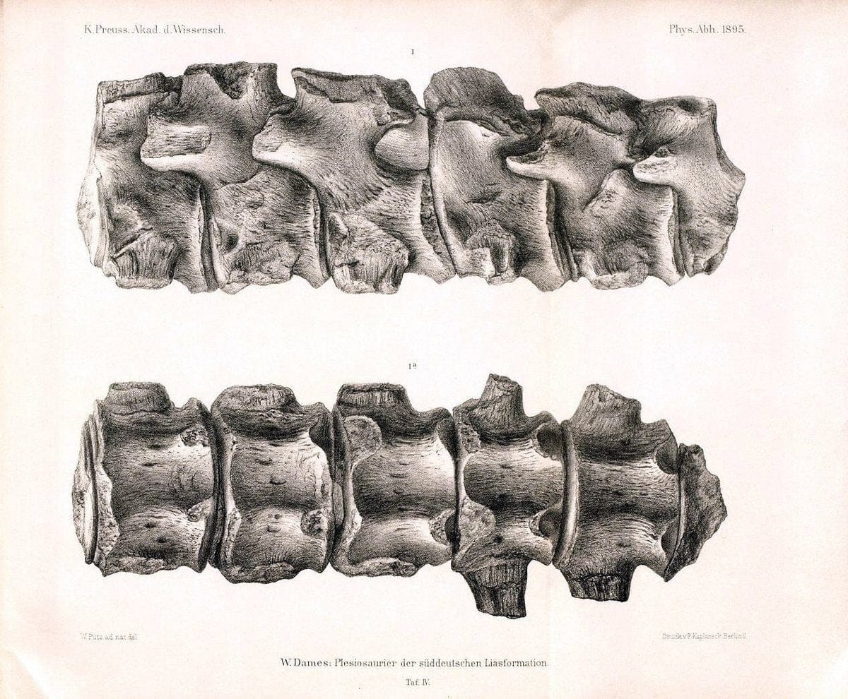 Die plesiosaurier der suÌˆddeutschen Liasformation /.Berlin :KOÌˆnigl. Akademie der Wissenschaften,1895.. |  | Vintage Print Reproduction 472312