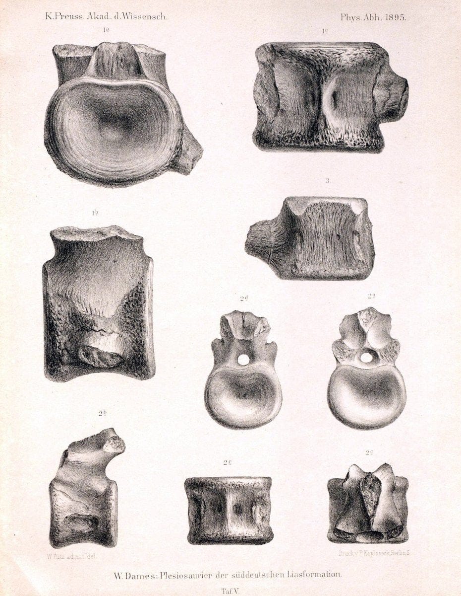 Die plesiosaurier der suÌˆddeutschen Liasformation /.Berlin :KOÌˆnigl. Akademie der Wissenschaften,1895.. |  | Vintage Print Reproduction 472313