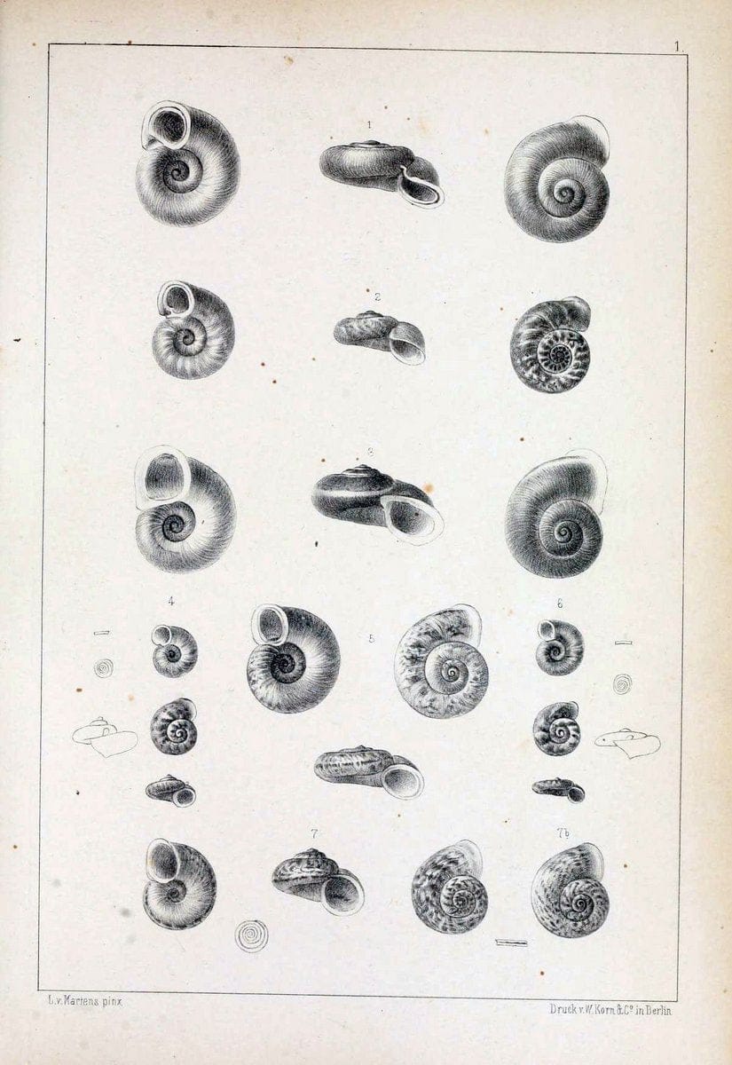 Die Preussische expedition nach Ost-Asien. Bd.2.Berlin :KÃ¶niglichen geheimen ober-hofbuchdruckerei (R. v. Decker),1867-1876. | "East Asia" Mollusks Zoology SIL | Vintage Print Reproduction 472314