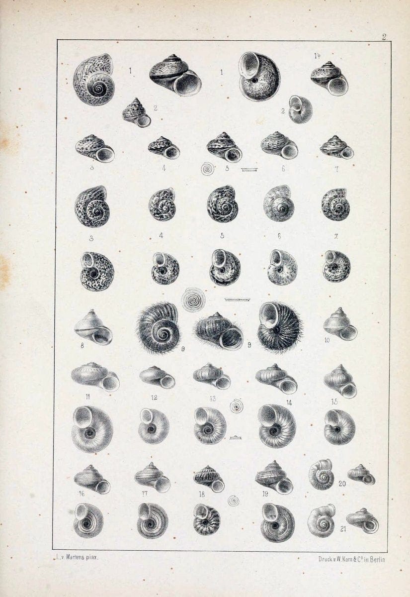 Die Preussische expedition nach Ost-Asien. Bd.2.Berlin :KÃ¶niglichen geheimen ober-hofbuchdruckerei (R. v. Decker),1867-1876. | "East Asia" Mollusks Zoology SIL | Vintage Print Reproduction 472315