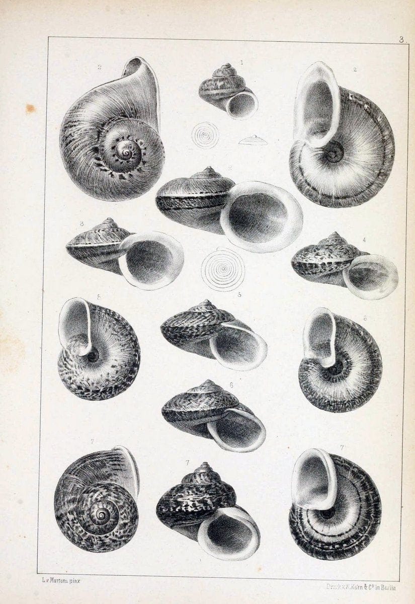 Die Preussische expedition nach Ost-Asien. Bd.2.Berlin :KÃ¶niglichen geheimen ober-hofbuchdruckerei (R. v. Decker),1867-1876. | "East Asia" Mollusks Zoology SIL | Vintage Print Reproduction 472316