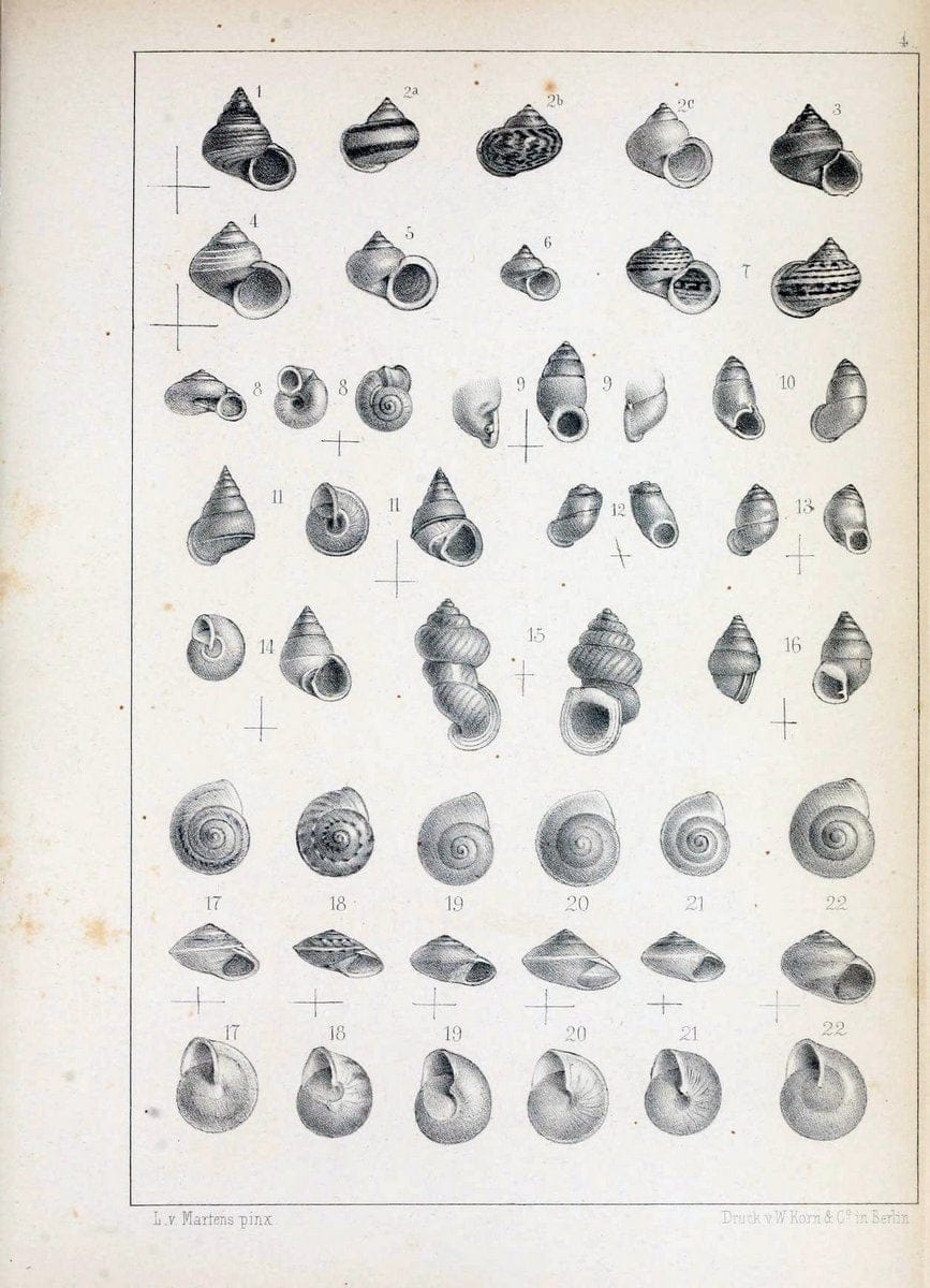 Die Preussische expedition nach Ost-Asien. bd.2.Berlin :KÃ¶niglichen geheimen ober-hofbuchdruckerei (R. v. Decker),1867-1876. | "East Asia" Mollusks Zoology SIL | Vintage Print Reproduction 472317
