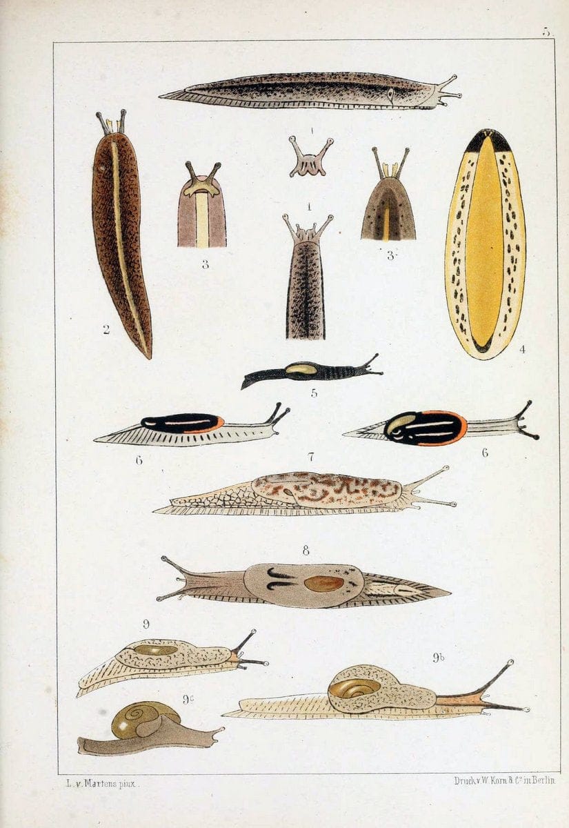 Die Preussische expedition nach Ost-Asien. bd.2.Berlin :KÃ¶niglichen geheimen ober-hofbuchdruckerei (R. v. Decker),1867-1876. | "East Asia" Mollusks Zoology SIL | Vintage Print Reproduction 472318