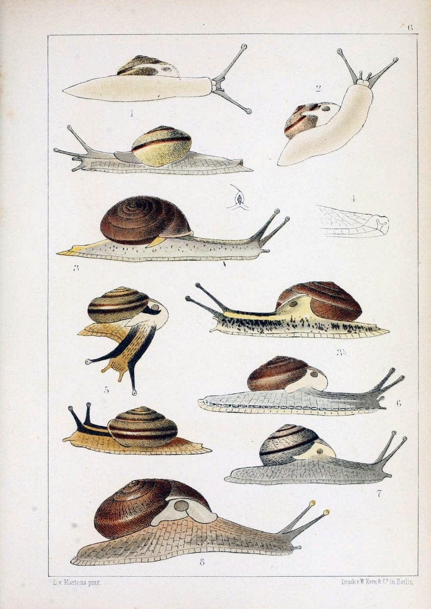 Die Preussische expedition nach Ost-Asien. Bd.2.Berlin :KÃ¶niglichen geheimen ober-hofbuchdruckerei (R. v. Decker),1867-1876. | "East Asia" Mollusks Zoology SIL | Vintage Print Reproduction 472319