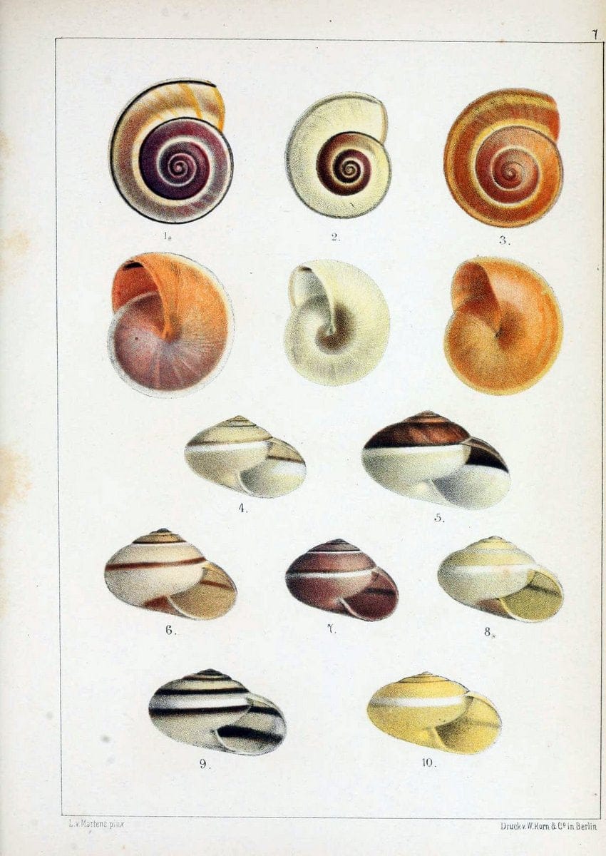 Die Preussische expedition nach Ost-Asien. Bd.2.Berlin :KÃ¶niglichen geheimen ober-hofbuchdruckerei (R. v. Decker),1867-1876. | "East Asia" Mollusks Zoology SIL | Vintage Print Reproduction 472320