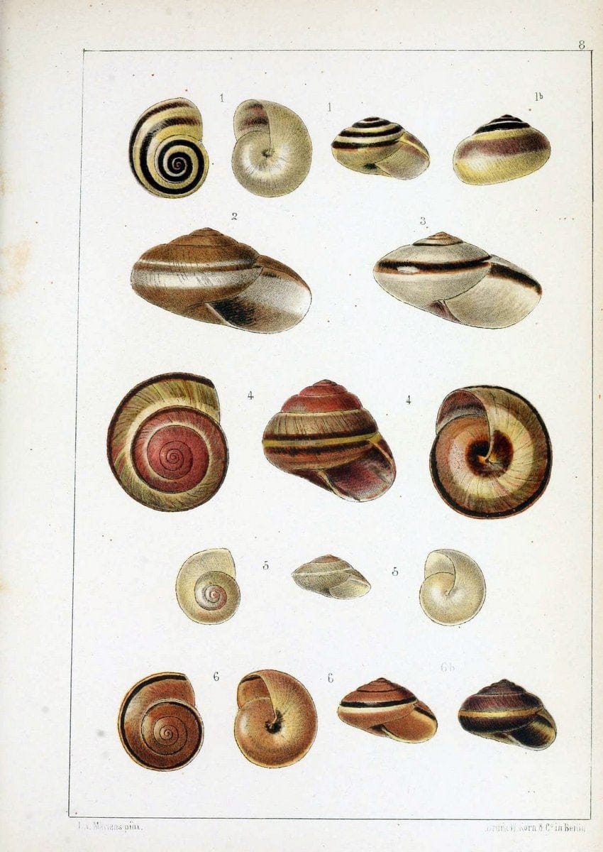 Die Preussische expedition nach Ost-Asien. bd.2.Berlin :KÃ¶niglichen geheimen ober-hofbuchdruckerei (R. v. Decker),1867-1876. | "East Asia" Mollusks Zoology SIL | Vintage Print Reproduction 472321