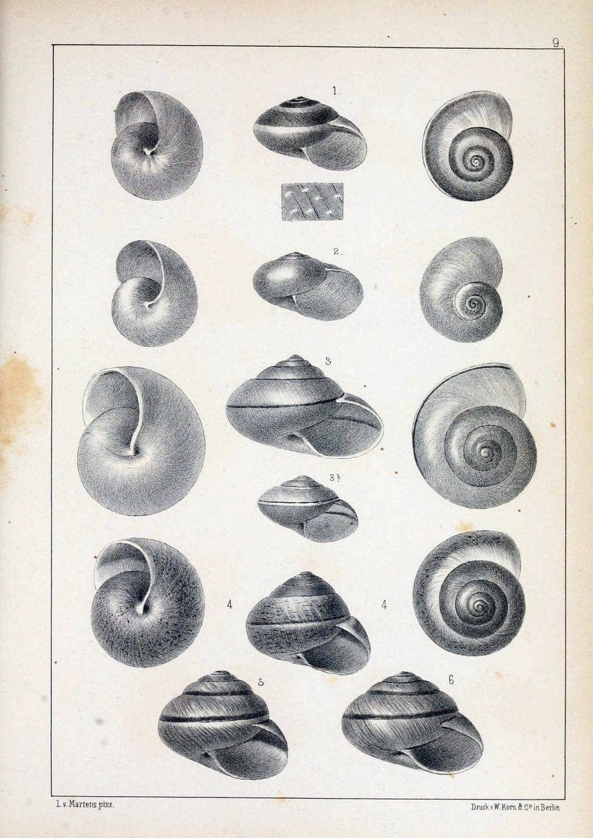 Die Preussische expedition nach Ost-Asien. Bd.2.Berlin :KÃ¶niglichen geheimen ober-hofbuchdruckerei (R. v. Decker),1867-1876. | "East Asia" Mollusks Zoology SIL | Vintage Print Reproduction 472322