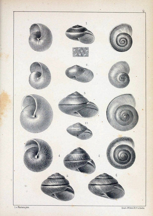 Die Preussische expedition nach Ost-Asien. Bd.2.Berlin :KÃ¶niglichen geheimen ober-hofbuchdruckerei (R. v. Decker),1867-1876. | "East Asia" Mollusks Zoology SIL | Vintage Print Reproduction 472322