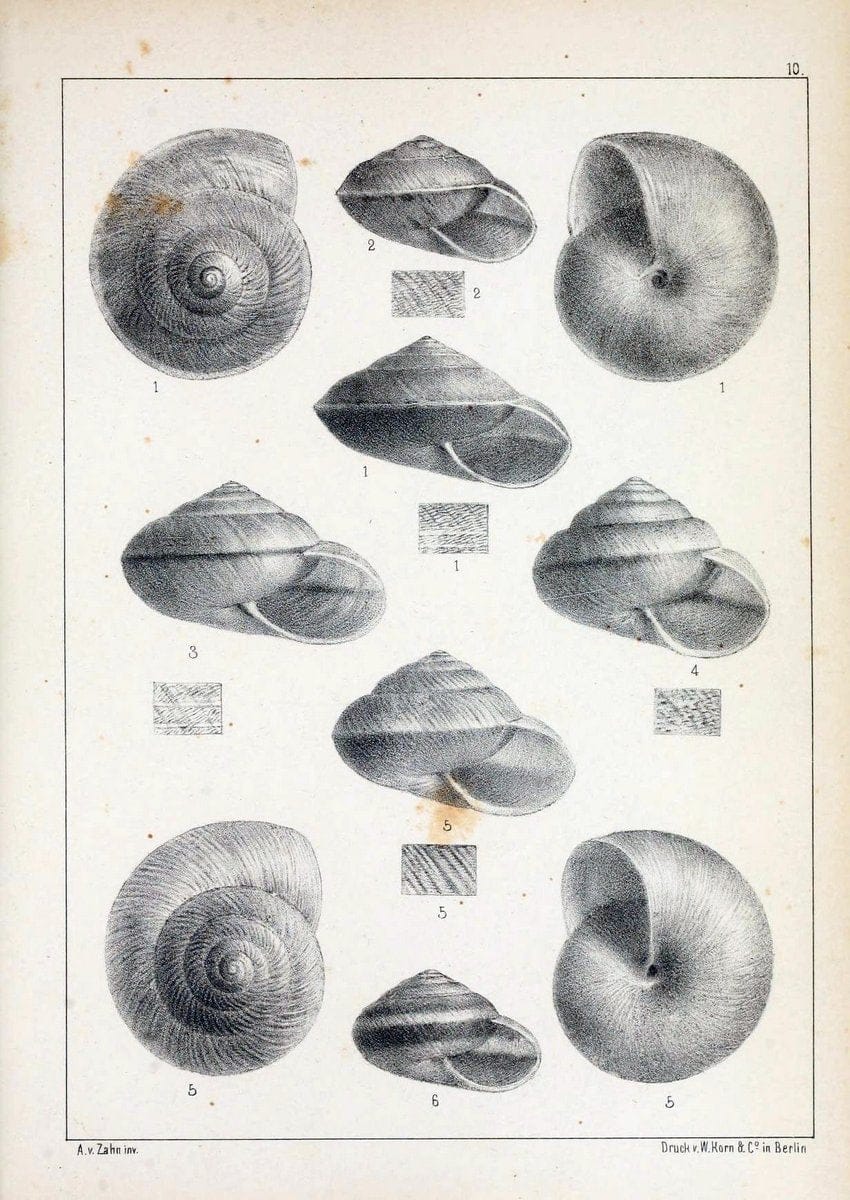 Die Preussische expedition nach Ost-Asien. Bd.2.Berlin :KÃ¶niglichen geheimen ober-hofbuchdruckerei (R. v. Decker),1867-1876. | "East Asia" Mollusks Zoology SIL | Vintage Print Reproduction 472323